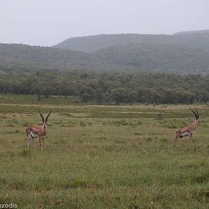 Grant's Gazelles - Hell's Gate National Park