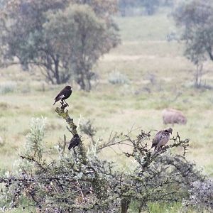 Two Bird Species and one Mammal - Hell's Gate National Park