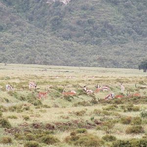 Mixed Group of Gazelles - Hell's Gate National Park