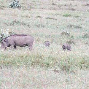 Warthog with Piglets - Hell's Gate National Park
