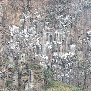 Vulture Nesting Cliffs - Hell's Gate National Park