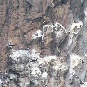 Vulture Nesting Cliffs - Hell's Gate National Park