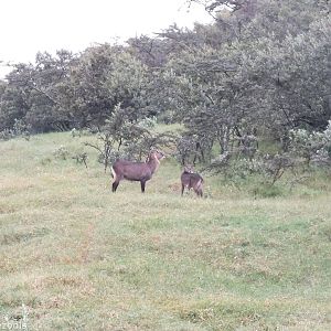 Defassa Waterbuck Family - Hell's Gate National Park