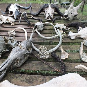 Table of Bones - Hell's Gate National Park