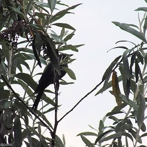 Common Drongo - Hell's Gate National Park