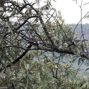 Grey-crested Helmetshrikes - Hell's Gate National Park