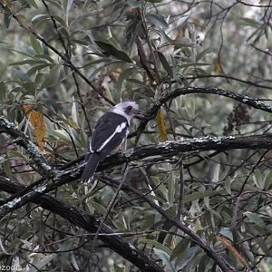 Grey-crested Helmetshrike - Hell's Gate National Park