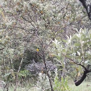 Black-headed Oriole - Hell's Gate National Park