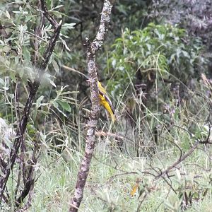Black-headed Oriole - Hell's Gate National Park