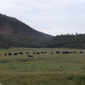 Cape Buffalo - Hell's Gate National Park