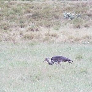 Kori Bustard - Hell's Gate National Park