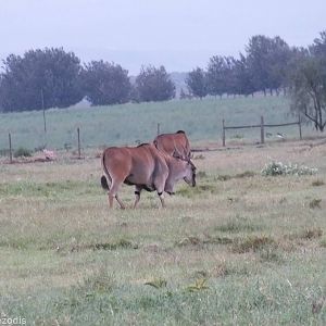 Eland - Hell's Gate National Park
