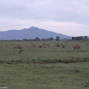 Eland Group Just Before Dark - Hell's Gate National Park