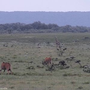 Eland, Giraffe, and Thomson's Gazelle - Hell's Gate National Park