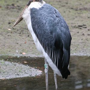African marabou