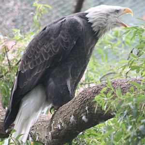 Bald eagle