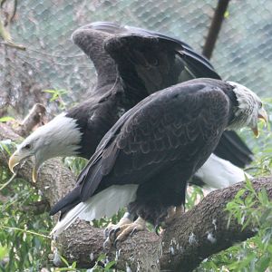 Pair of Bald eagles