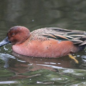 Cinnamon teal