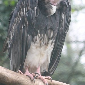 White-headed vulture