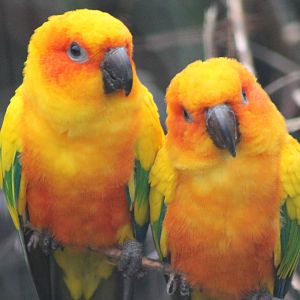 Sun conures