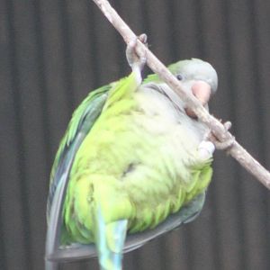 Monk parakeet hanging around