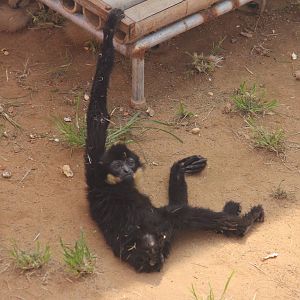 Moribund young gibbon