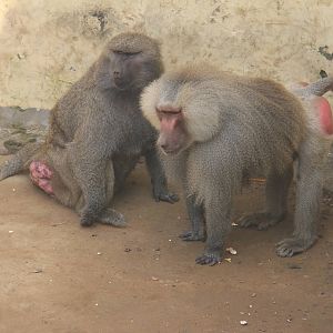 Baboons mix