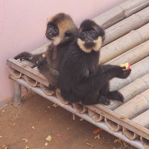 Yellow-cheeked gibbon