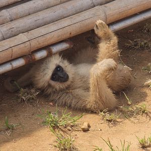 Gibbon sp.