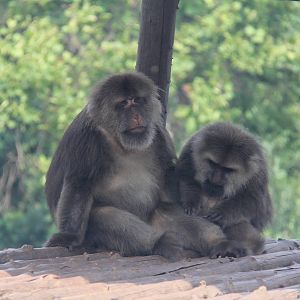 Tibetan macaque