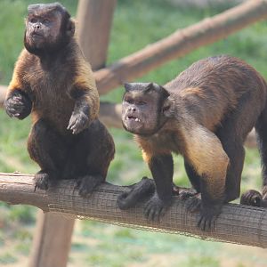 Tufted capuchin