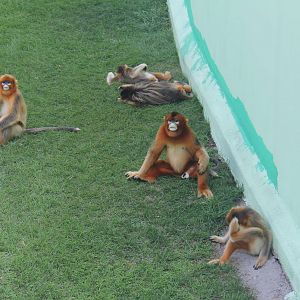 Sichuan snub-nosed monkey