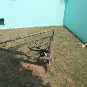 Mantled guereza exhibit