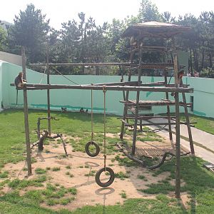 Sichuan snub-nosed monkey exhibit 1