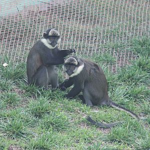 Guenon sp.
