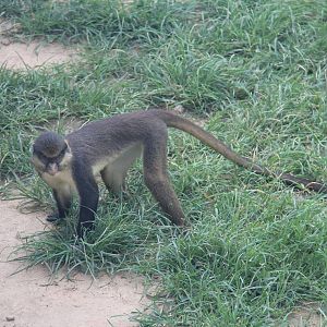 Guenon sp.