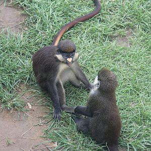 Red-tailed monkey