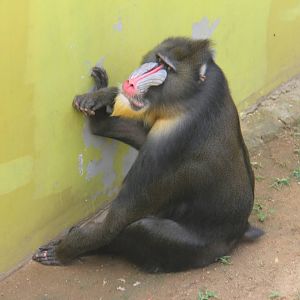 Mandrill