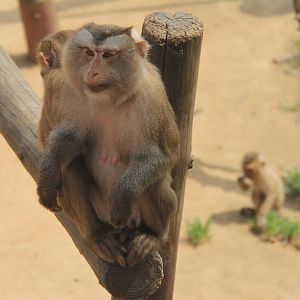 Northern pig-tailed macaque