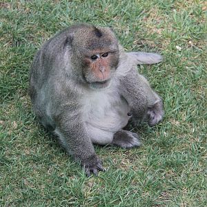 Crab-eating monkey boss