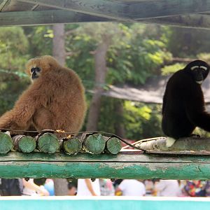 Gibbon two species
