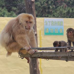 Albino Tibetan macaque