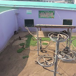 Sichuan snub-nosed monkey exhibit 2