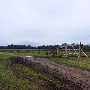 View to Red Deer Paddock at the Scottish Deer Centre, 06/02/16