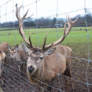 Red Deer at the Scottish Deer Centre, 06/02/16