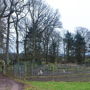 Wolf Enclosure at the Scottish Deer Centre, 06/02/16