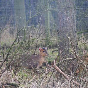 Reeves' Muntjac at the Scottish Deer Centre, 06/02/16