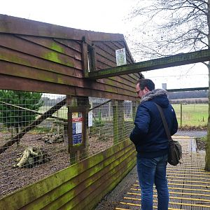 Wildcat Viewing at the Scottish Deer Centre, 06/02/16