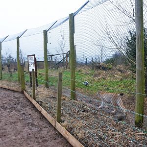 Lynx Enclosure at the Scottish Deer Centre, 06/02/16