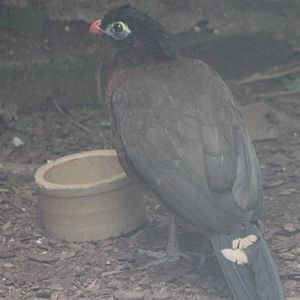 Nocturnal curassow